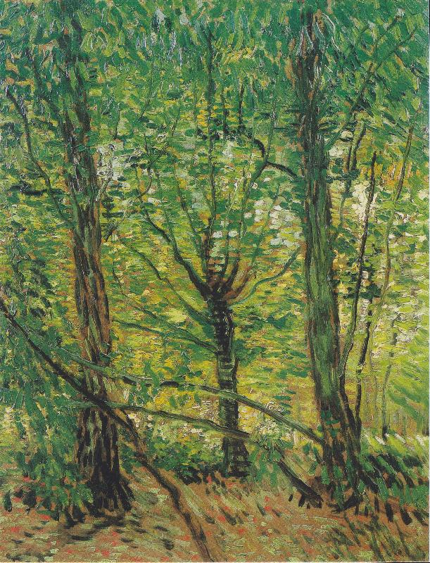 Vincent Van Gogh Trees and Undergrowth Norge oil painting art